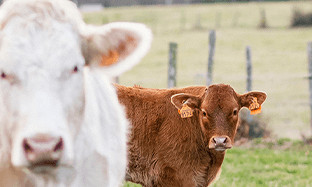 Suplementos y Reconstituyentes